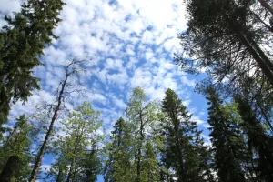 Psykologi jyväskylä, hyvä psykologi jyväskylä, paras psykologi jyväskylä, terapeutit jyväskylä, työhyvinvointi jyväskylä, henkinen kasvu jyväskylä, henkinen hyvinvointi jyväskylä